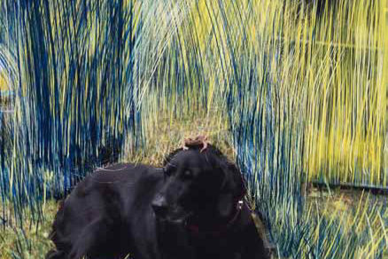 Hund 1, 2013