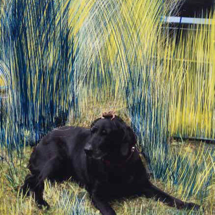 Hund 1, 2013