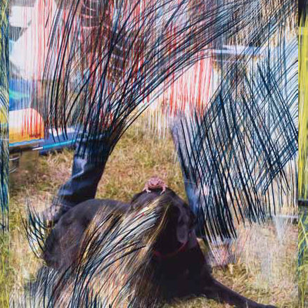 Hund 2, 2013